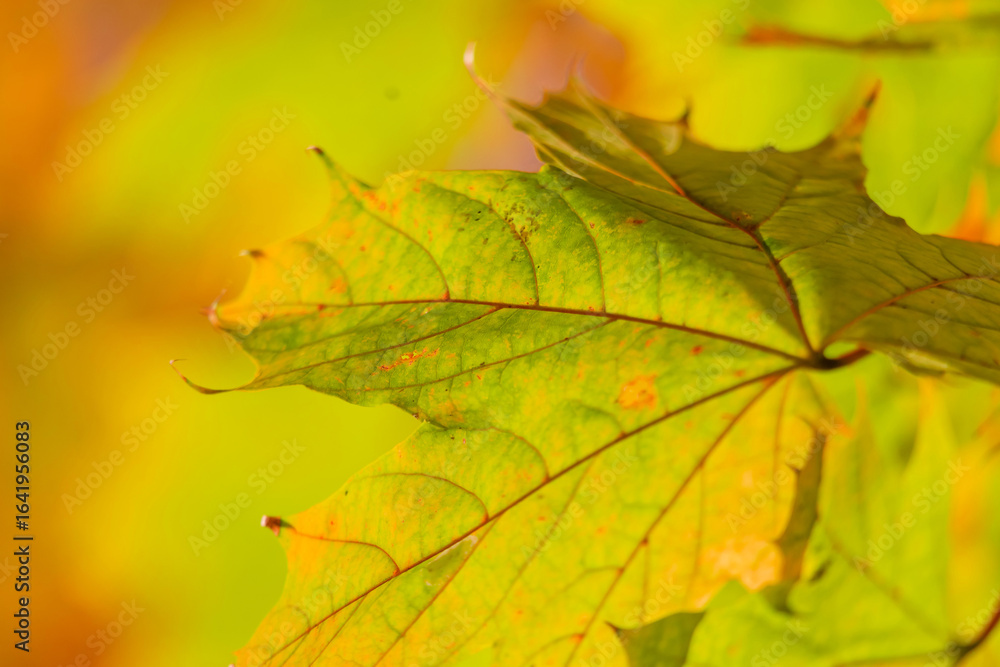 Detailed macro shot of a vibrant green leaf displaying subtle autumn colors, illuminated by warm sunlight against a blurred orange-yellow background, showcasing the beauty of nature's. Detailed macro shot of a vibrant green leaf displaying subtle autumn colors, illuminated by warm sunlight against a blurred orange-yellow background, showcasing the beauty of nature's.
