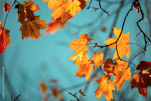 Autumn leaves with vivid orange and yellow hues hang delicately against a bri...