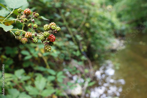 Unpicked fresh blackberry