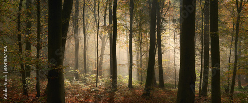 Fotografie Fairytale mood in a forest in autumn, with the mystical sunlight illuminating th