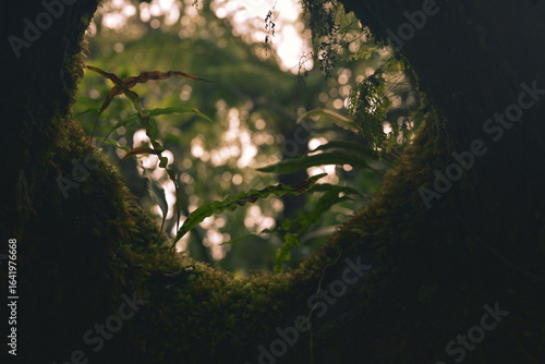 View from a tree, Le Tampon, Reunion Island