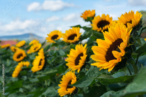 The field with yellow sunflowers in Switzerland. Sunny autumn day in Europe with sunflowers and mountains in the horizon