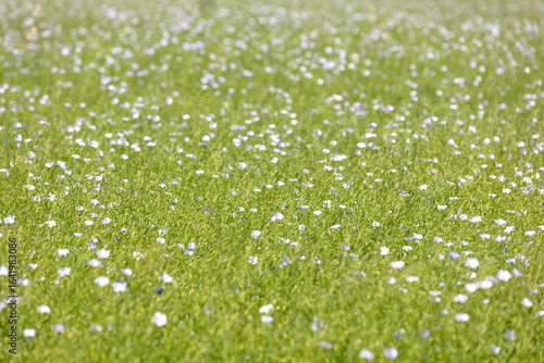 Flax plant blooming in the field.