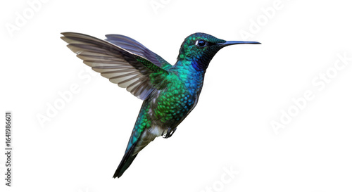 Hummingbird in flight isolated on transparent background