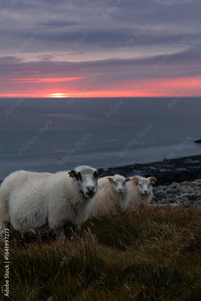 Obraz premium Icelandic Sheep during sunset