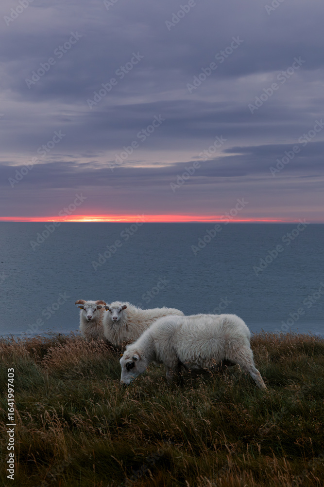 Obraz premium Icelandic Sheep during sunset