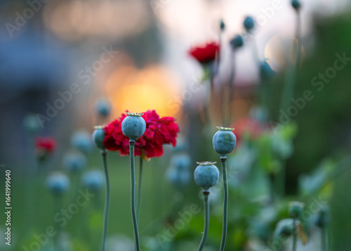 Canvas Print Summer morning background with capsules of poppys