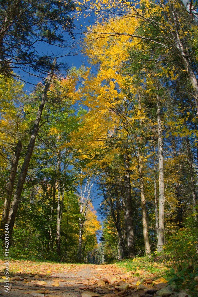 autumn in the forest autumn in the forest