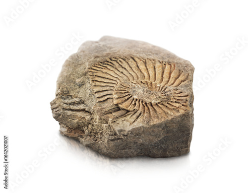 stone with the imprint of a fossil animal is highlighted on a transparent background