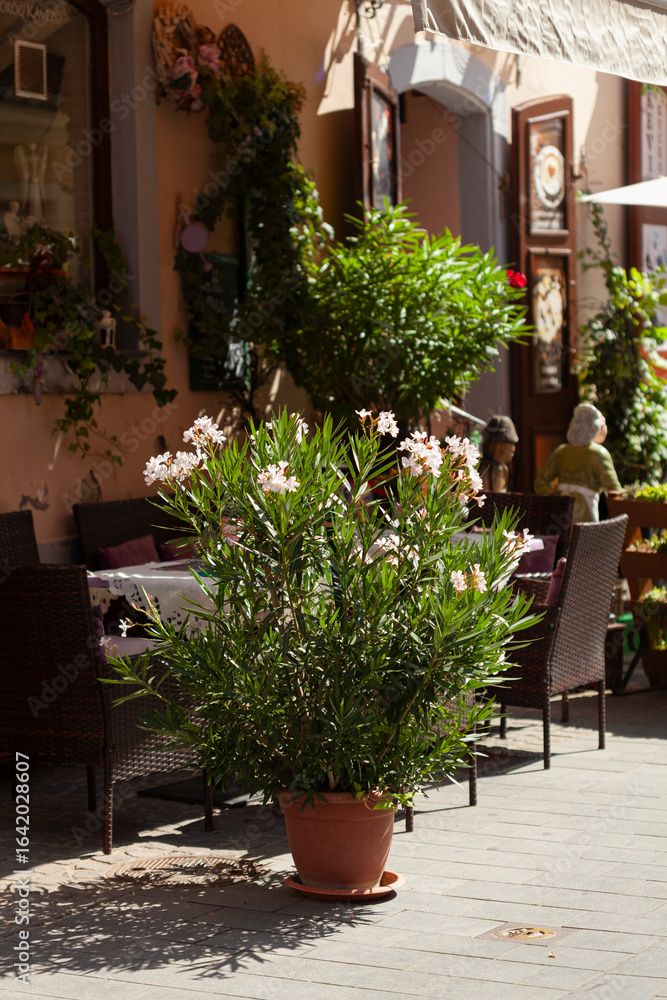 Naklejka premium Outdoor dining with potted plant