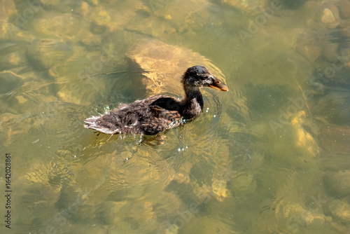 A baby duckling swimming in clear water with rocks beneath