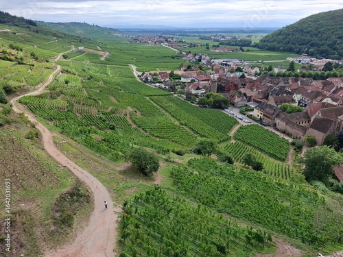 Vineyards in the Alsace region, close to Kaysersberg, France