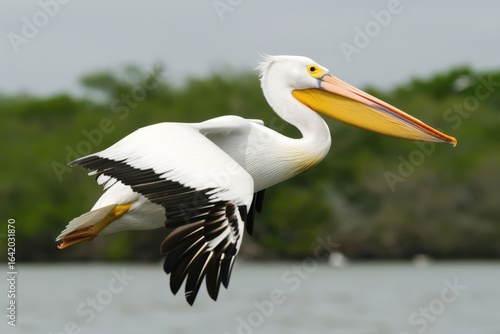 Pelican soaring over calm waters with lush greenery in the background during a sunny day