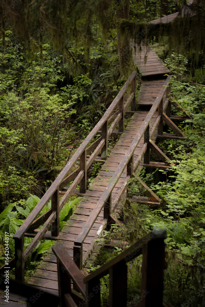 Wooden bridge on lush rainforest hiking trail Wooden bridge on lush rainforest hiking trail