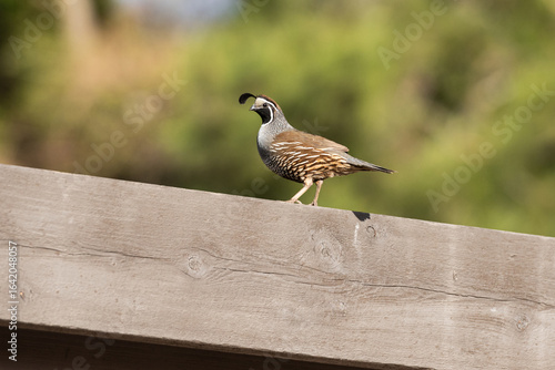 Male California Quail sits on a fence in the sun.