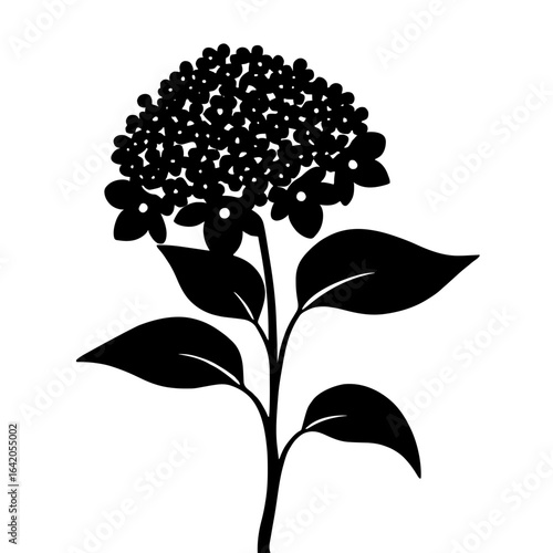 Minimalist black silhouette of hydrangea on white background