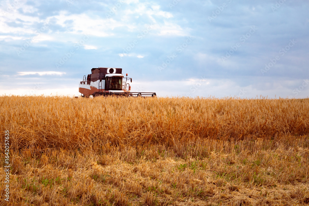 Fototapeta premium Agricultural combine harvesting sereal in a field at sunset. Agribusiness, grain harvesting