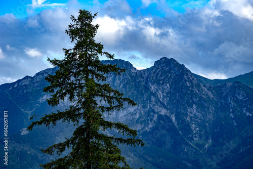 Quadro su tela Tall pine tree in foreground with rocky mountain peaks under dramatic cloudy sky