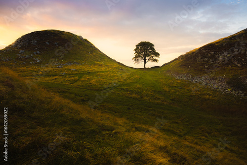 Photos Scenic English countryside landscape of the lone tree at Sycamore Gap along Hadrian's Wall with a dramatic sunset or sunrise sky