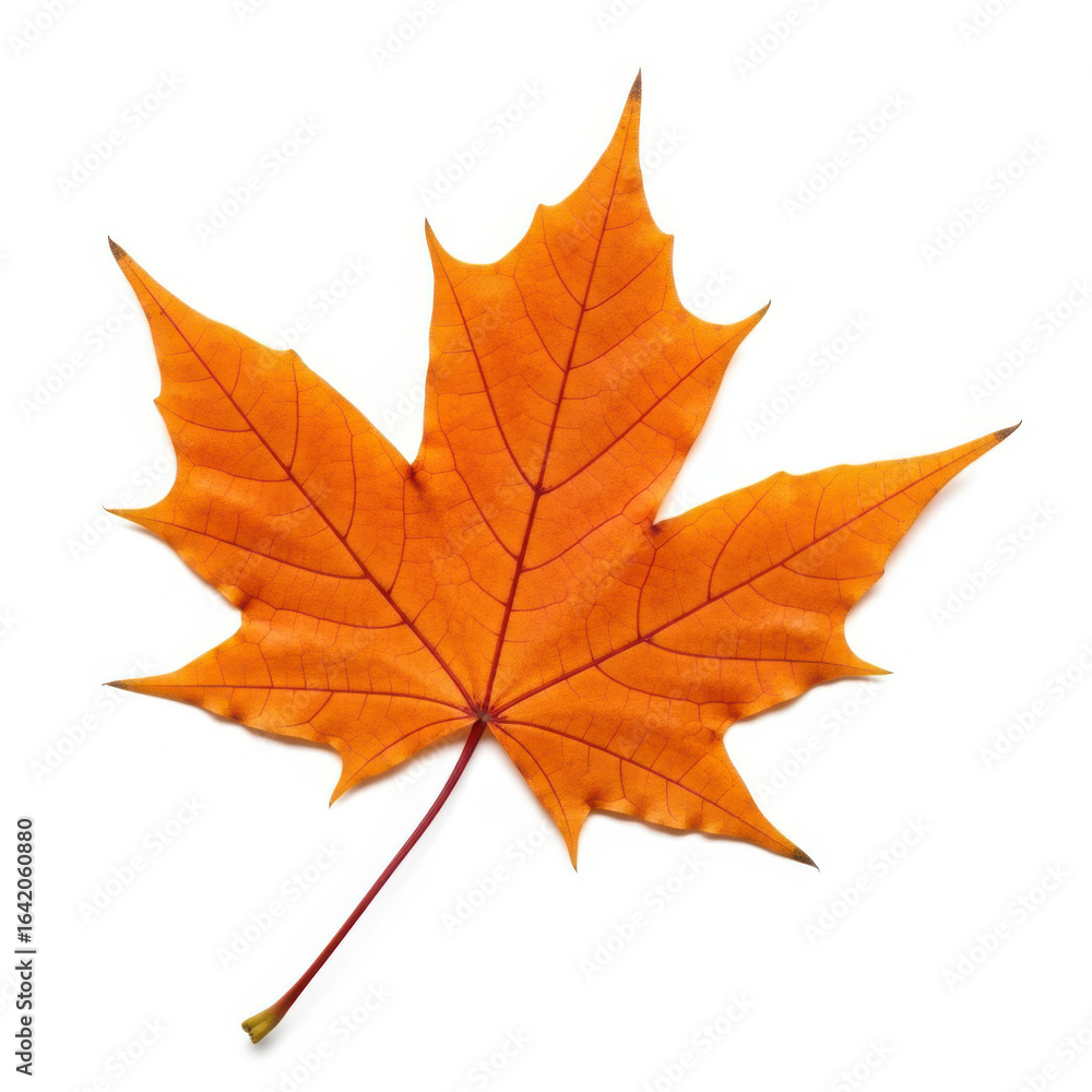 Fototapeta premium Orange maple leaf isolated on white background