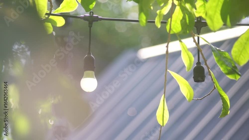 Warm Glow of Lights in Natural Setting