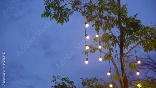 Evening Lights on Tree Branch in Nature