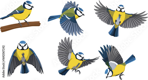 Blue tit bird illustration, flying poses, perched on branch, vibrant feathers, nature art, ornithology, wildlife study, colorful wings, motion