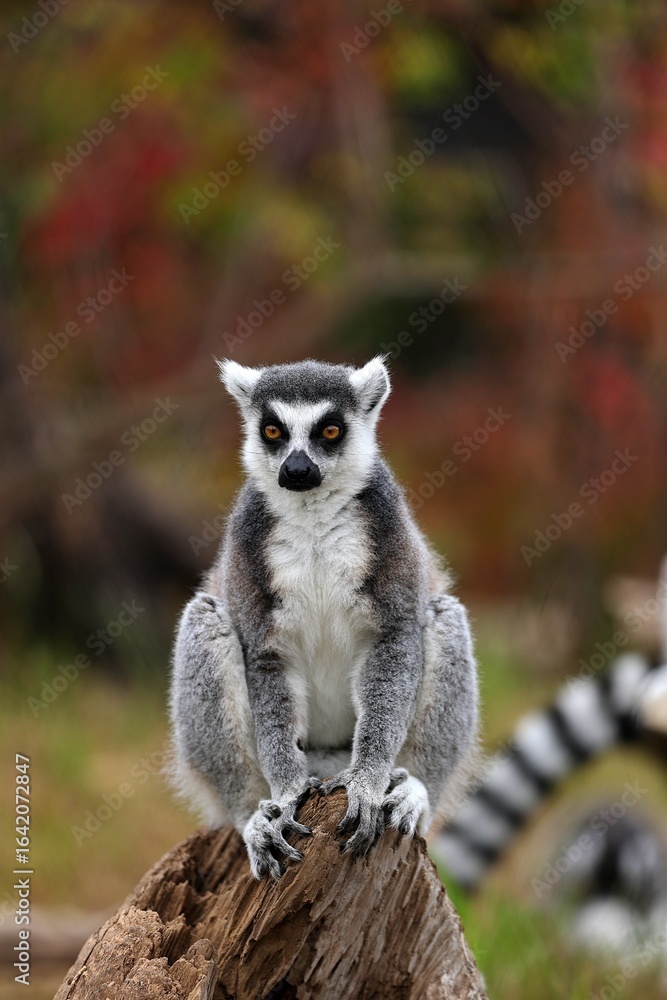 Obraz premium 朽ち木の上に座ったカメラ目線のワオキツネザル