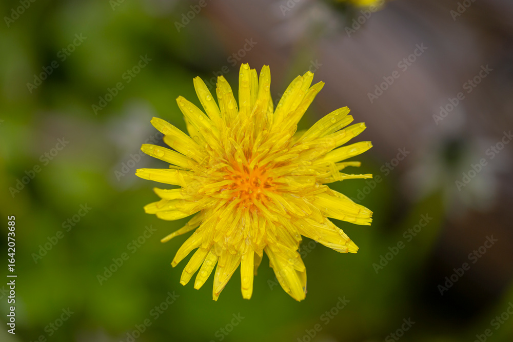 Obraz premium Yellow dandelion flower in bloom close up still