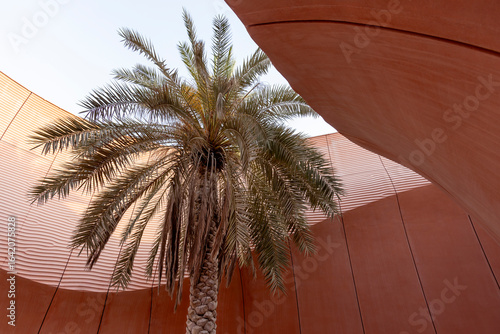 Palm tree in concrete structure in Masdar city, Abu Dhabi, UAE
