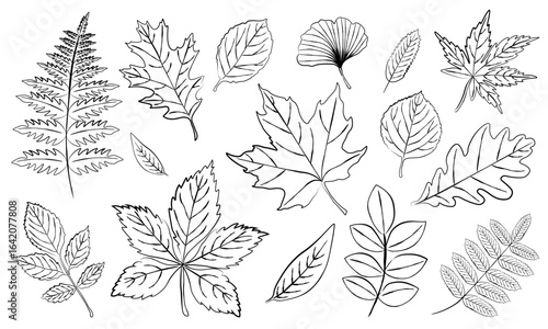 Set of outline leaves in different shapes maple, oak, fern, ginkgo. It is perfect for use in coloring books, educational materials, autumn designs and nature-themed projects