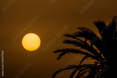 Big sun shining behind palm tree silhouette at sunset in lanzarote