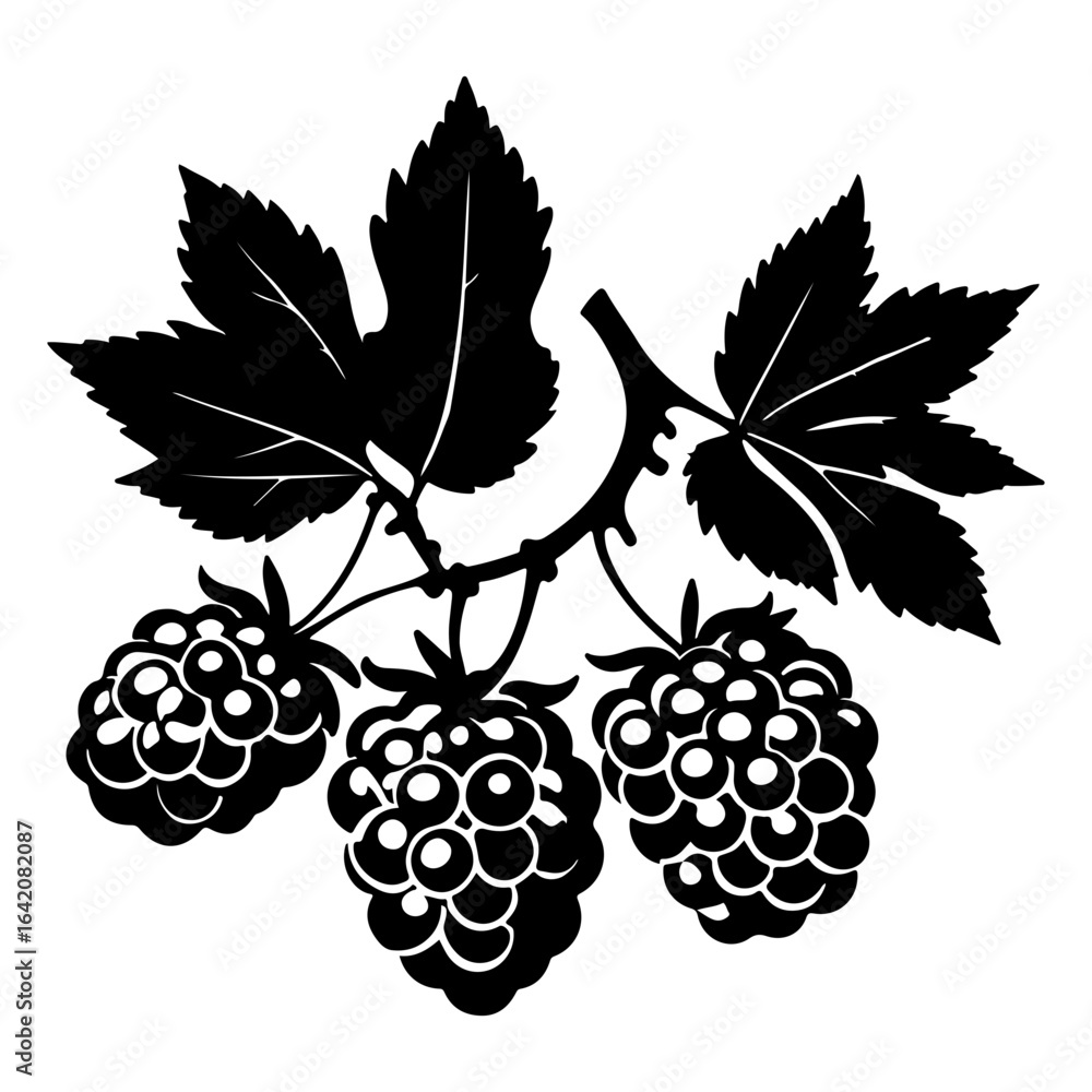 Obraz premium Elegant black and white illustration of ripe raspberries with detailed leaves