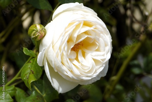 Rosa Claire Austin: Close up of a white rose blooming in a garden
