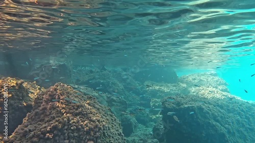 Underwater Adriatic scene with coral reefs and small fish