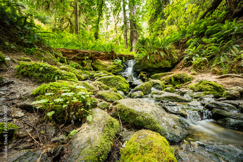 California's Redwood National and State Park's Trillium Falls 