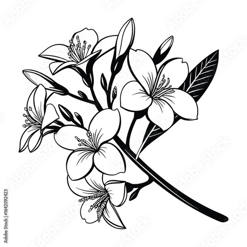 Black and white line art illustration of a blooming jasmine flower cluster floral