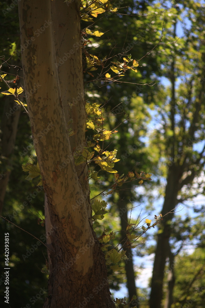 Obraz premium autumn in the forest