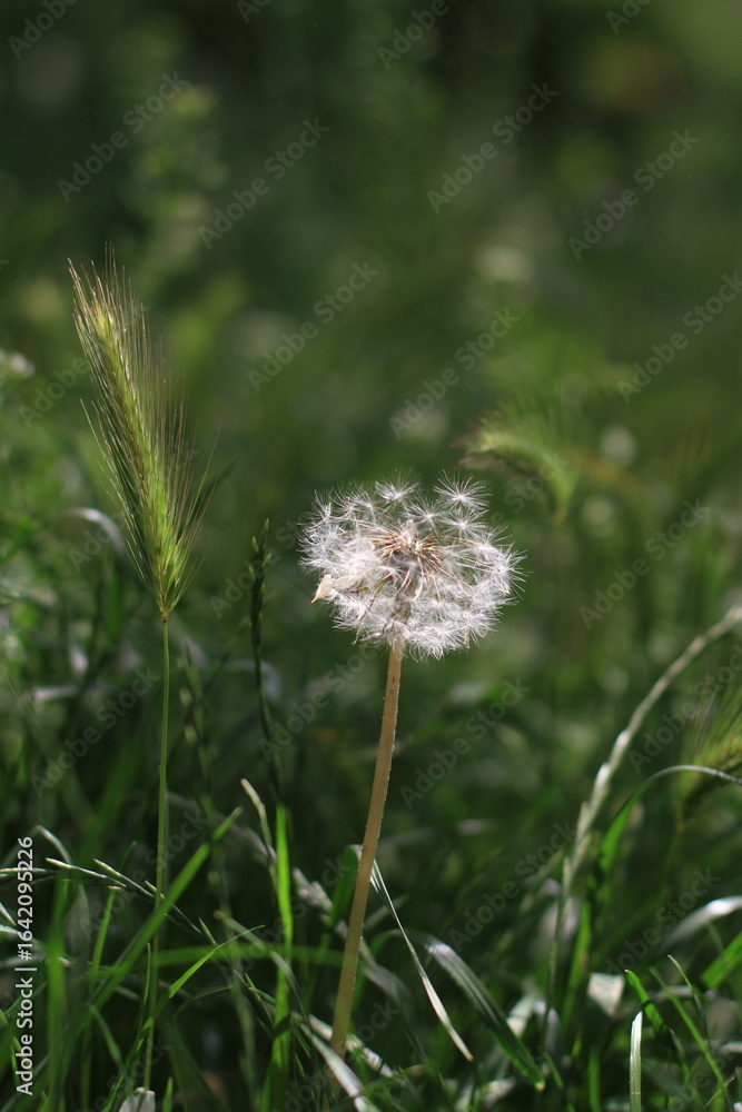 Fototapeta premium dandelion in the grass