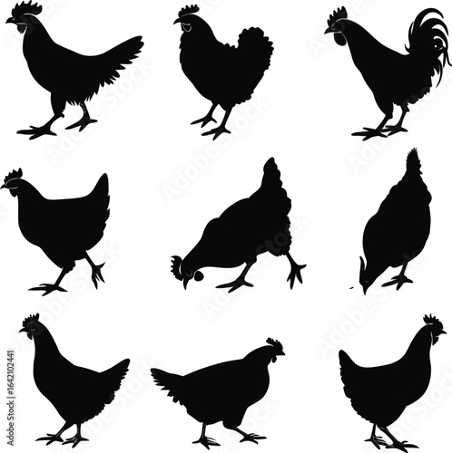 Hen silhouette bundle vector design with editable
