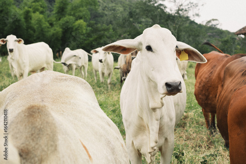 Cattle in a Grassy Field