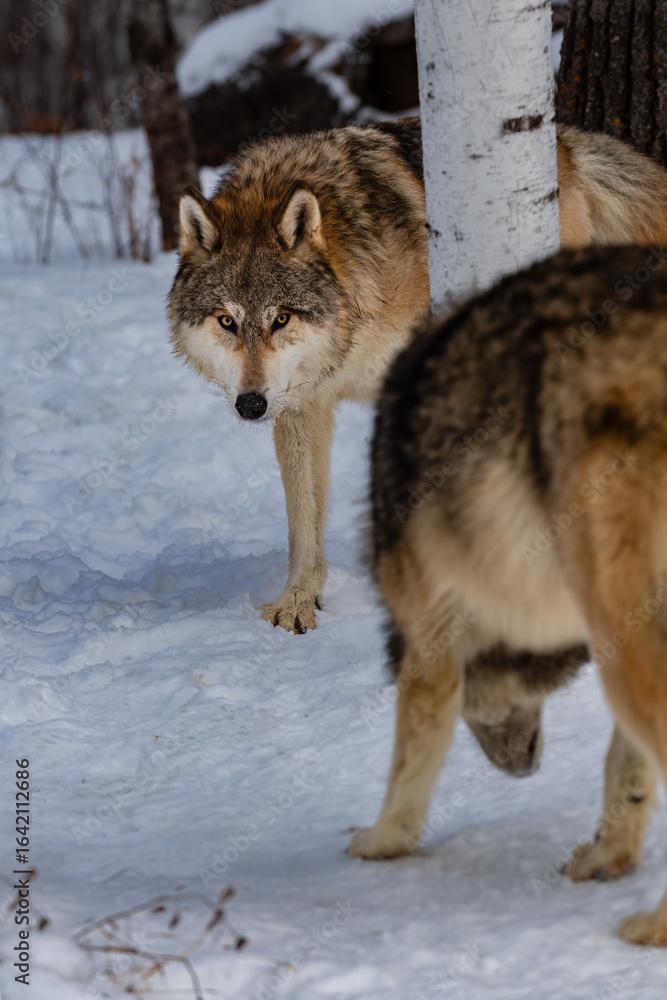 Fototapeta premium Grey Wolf (Canis lupus) Stares Around Tree at Packmate Winter