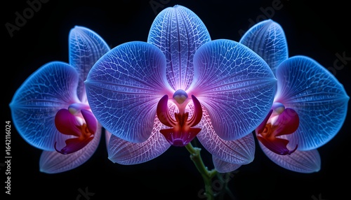 Glowing Orchids in Luminous Gradient Against a Black Background
