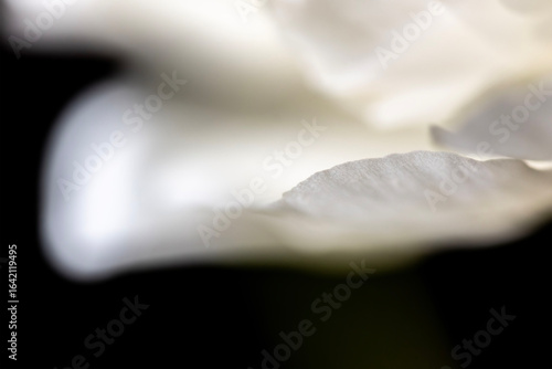 close up of white flower