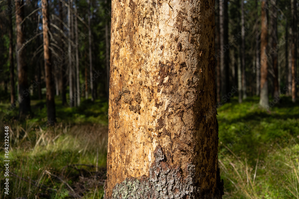 Obraz premium Bark beetle tracks on a tree.Signs of damage to the bark of a tree by a beetle.The death of the green forest.