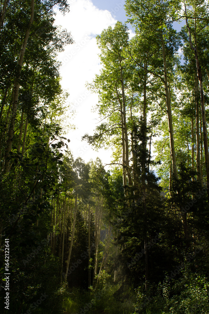 Fototapeta premium forest in the morning