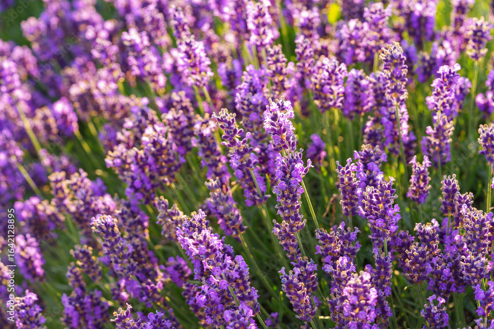 Fototapeta premium Close up, macro view of vibrant purple lavender flowers in soft evening sunlight. Golden light, delicate texture and fragrant essence of blooming plants in full summer. Natural background, lanscape