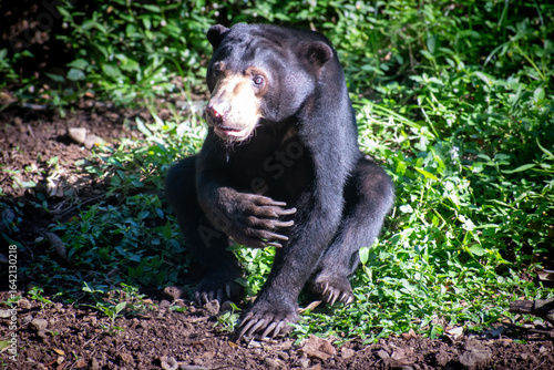 Cute face of a sun bear (Helarctos malayanus), locally called beruang madu or honey bear, a bear species in the family Ursidae found in the tropical forests of Southeast Asia.