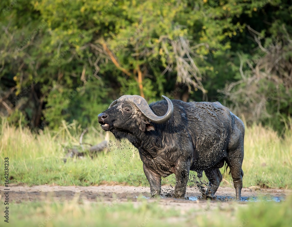 Obraz premium African buffalo in mud