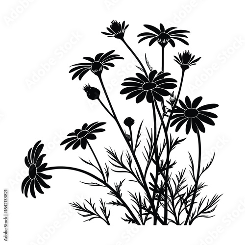 Black silhouette of daisies and buds on white background daisy flower